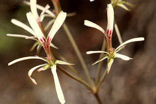 Pelargonium pallidoflafum in habitat