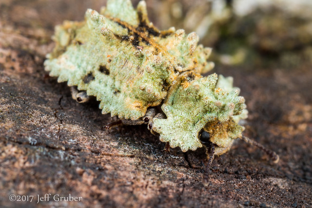 Lichen Mimic Beetle (Pristoderus chloreus)