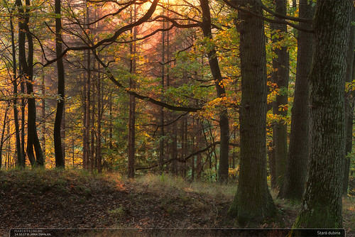 Stará dubina by jirka.zapalka, Přírodní park Chřibyautumn chriby nature landscape trees czech forest evening sunset oaks