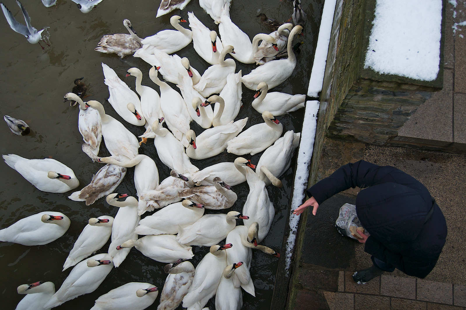 A man feeding bread to some swans