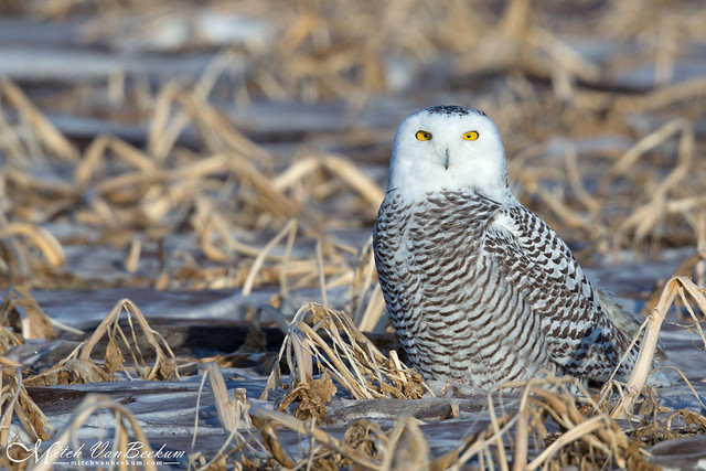Expect The Unexpected! (Snowy Owl) - Explored