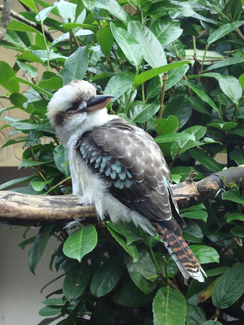 Kookaburra, Belfast Zoo.