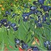 Vincent Van Gogh's irises