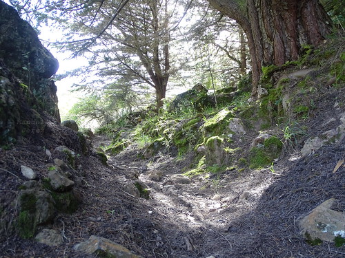 bosque forest floor hojarasca pino pine tree rock pasto wood liquen verde gris marrón camino travesía