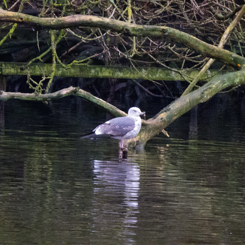 Common gull, West Park