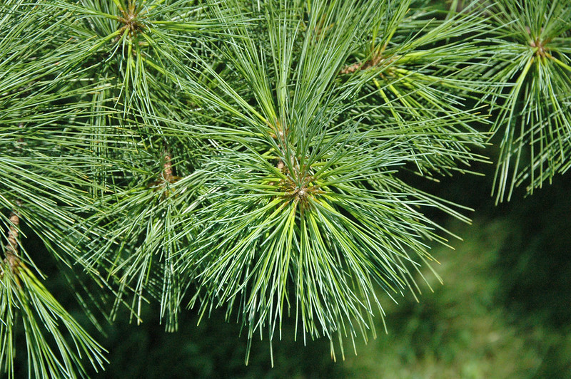 Pinus strobus (eastern white pine) 3