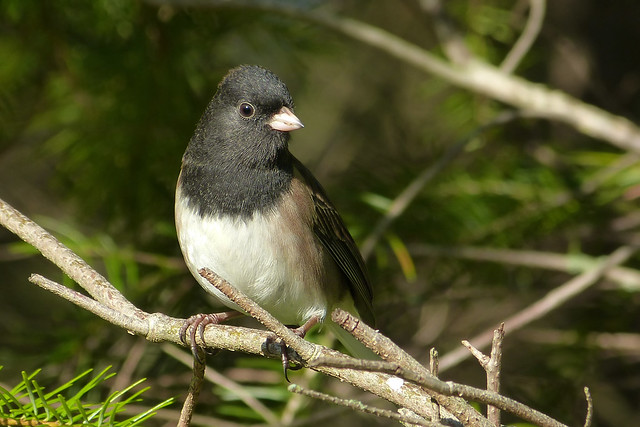 George Of The Juncos