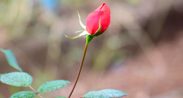 Beautiful rose bud.