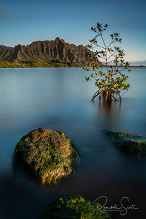 Lone Mangrove