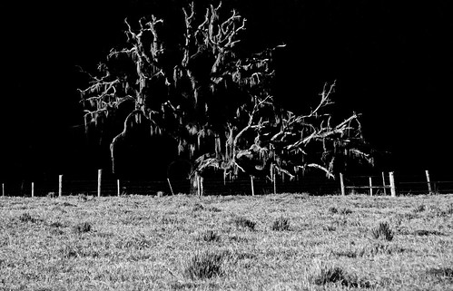 ruralflorida rural dead lonetree tree floridalandscape landscape