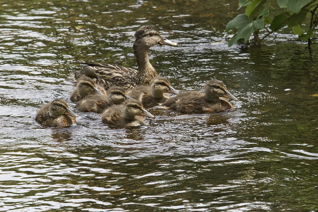 River Ducks
