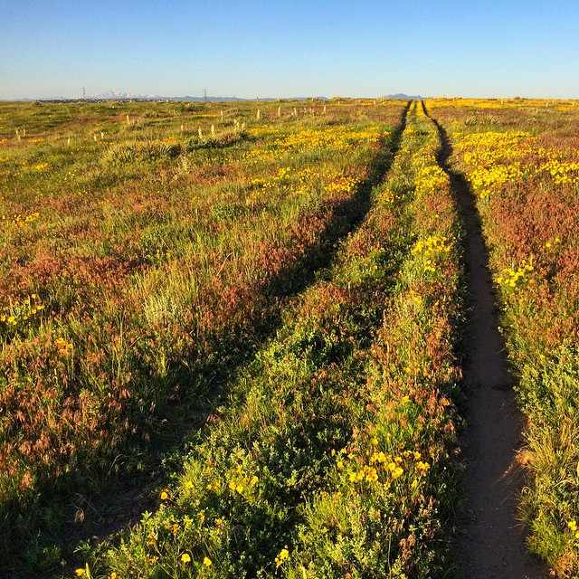 Ridgegate Trail, near Group Run- Lone Tree