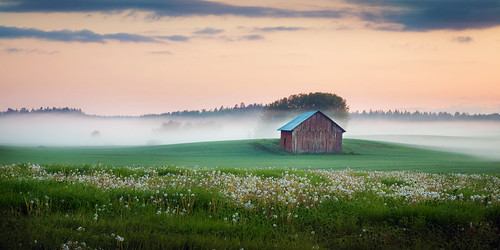 red mist field fog barn sunrise suomi finland landscape dawn scenery cloudy farm dandelion maisema usva sumu voikukka lato pelto toijala akaa