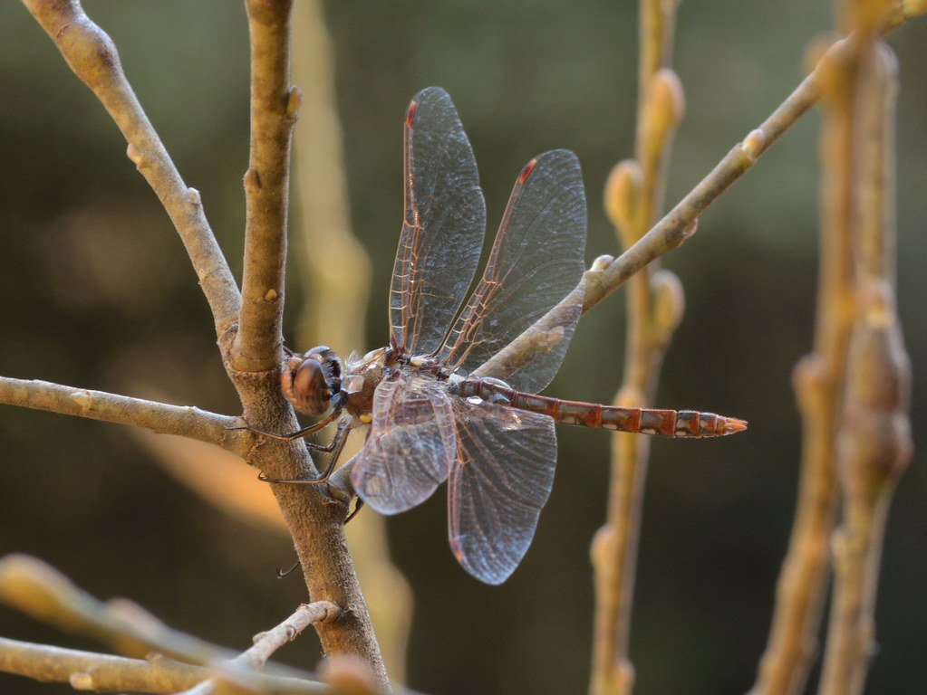 Variegated Meadowhawk (Sympetrum corruptum) dragonfly on Arroyo Willow
