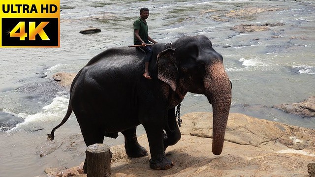 Elephants bath at elephants home-amazing active young elephants-nature loving videos