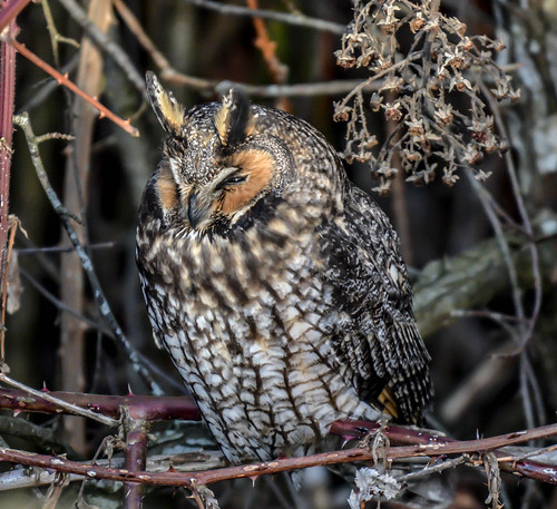 Just a Squint | by wesleybarr1962