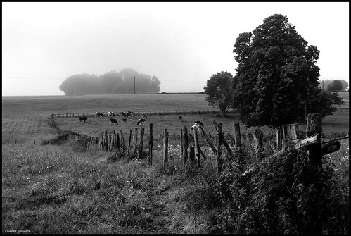 fay sarthe maine paysdelaloire campagne country champ field noiretblanc blackandwhite bw animal vaches cows arbre tree brume ciel sky paysage landscape ngc