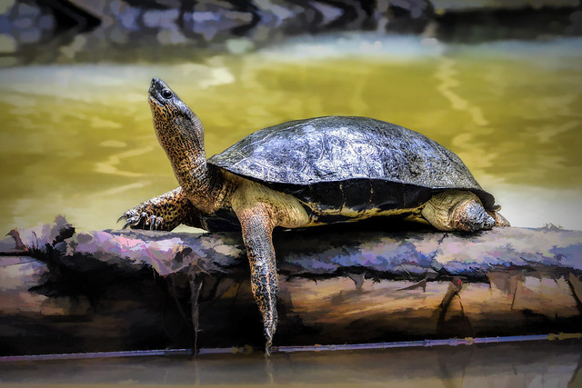 Costa Rica -Turtle