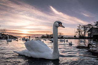 Swan approaching