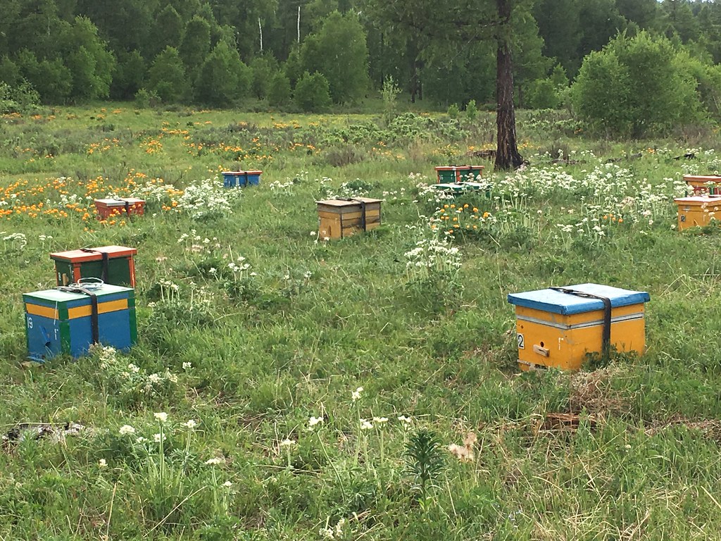 2017. We stopped and asked directions at the camp of some nomadic beekeepers. They had set their hives in flowery meadows. Bulgan Province, Mongolia.