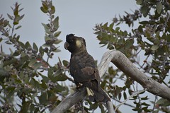 Carnaby's black cockatoo (Calyptorhynchus latirostris)