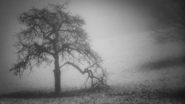 ... tree in fog ...