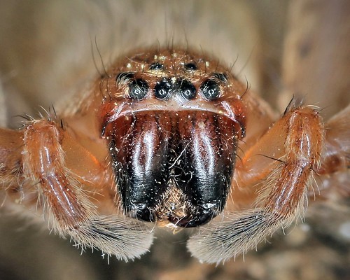 Arachnides - Agelenidae