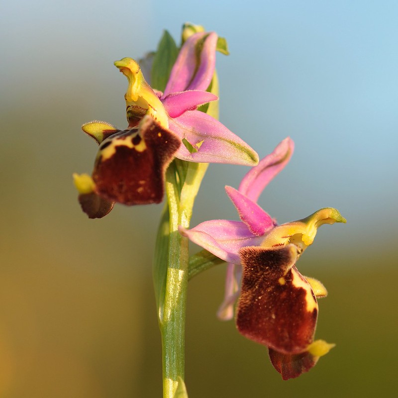 20170410-029F | Apulische Ragwurz (Ophrys apulica) bei Mattinata. Apulien, 10.04.2017