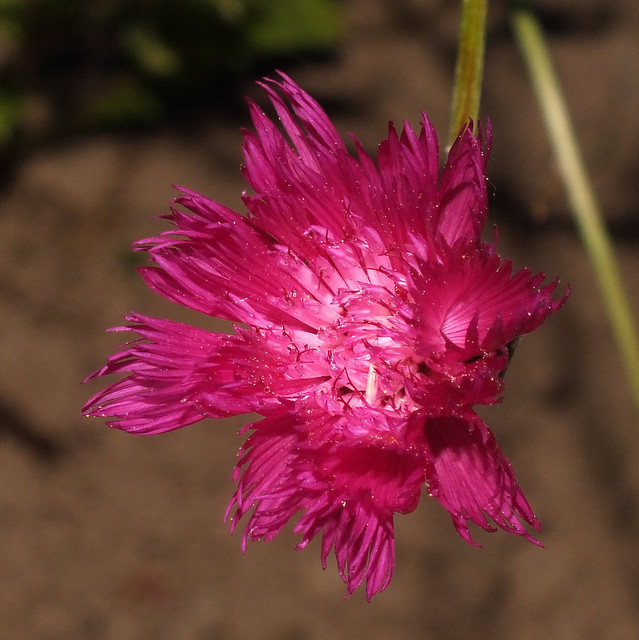 Sweet sultan (Amberboa moschata) flower