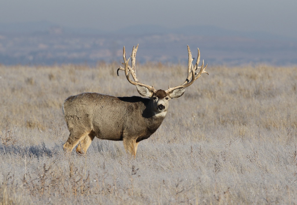 Big Mule Deer Buck | Ray F. | Flickr