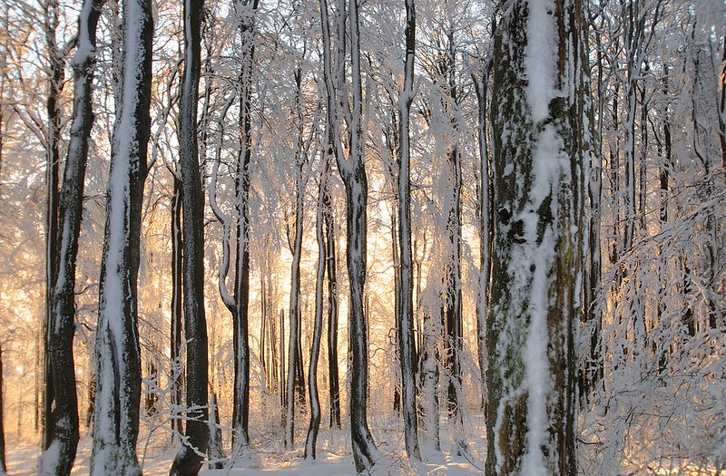 20150106-119P | Wald am Kreuzberg - Morgensonne. Rhön, 06.01.2015