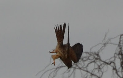 Kestrel dives for lunch - Manea bird hides. | by P4OHKA32FWQ6TRIVXYFF5U7E4A