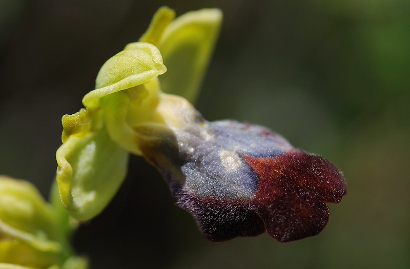 20170410-083F | Eleonore-Ragwurz (Ophrys eleonorae) bei Manfredonia. Apulien, 10.04.2017