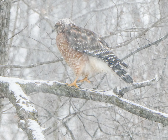Red-Shouldered Hawk Shaking Off Snow