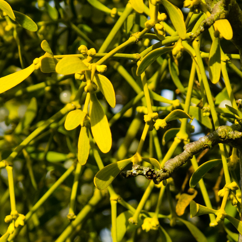 Golden: mistletoe, Shottery