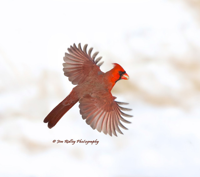 Dec Male Cardinal