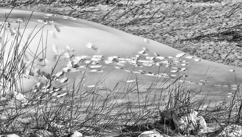 to do snow tracks bw great marsh wetlands lewes