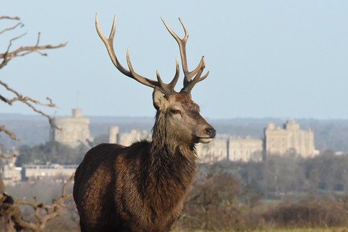Red Deer on Boxing Day | by SteveObersickte