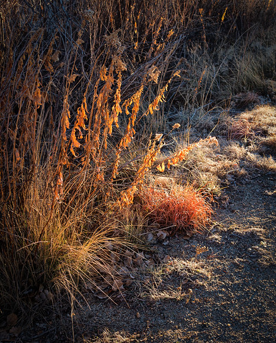 wetlands trail grasses wintercolors boulderco lightroom googlenikviveza sonyrx100m5 colorado daybreak sunrisecolors sunrise dawn waldenpondswildliferefugeboulderco