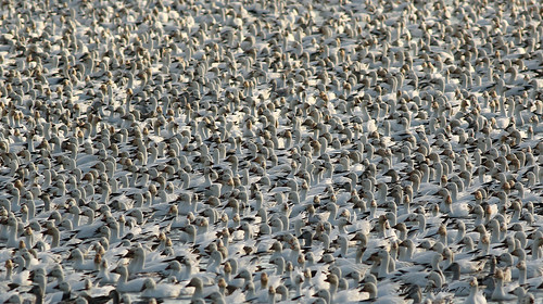 oiesdesneiges snowgeese