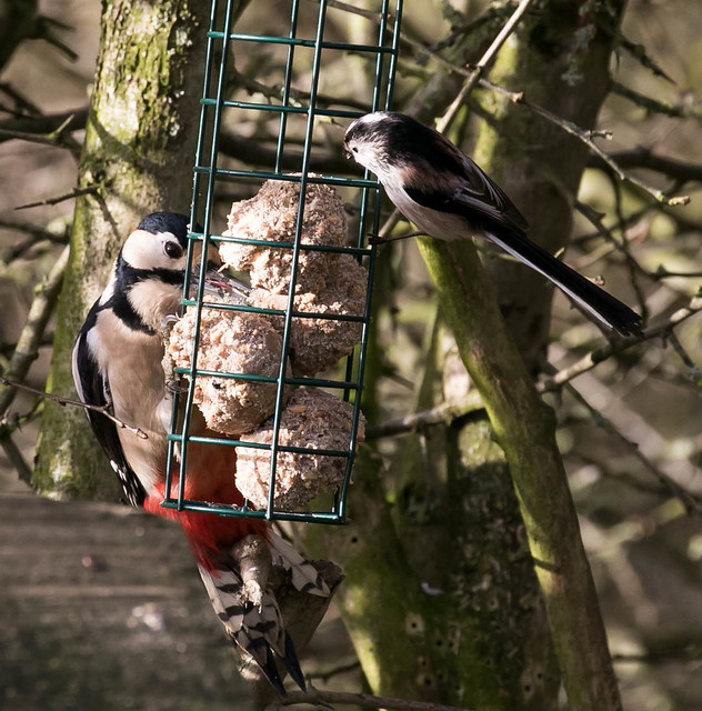 Great Spotted Woodpecker and Long Tail Tit