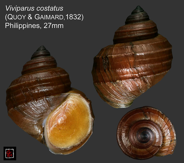 viviparus costatus philippines 27mm