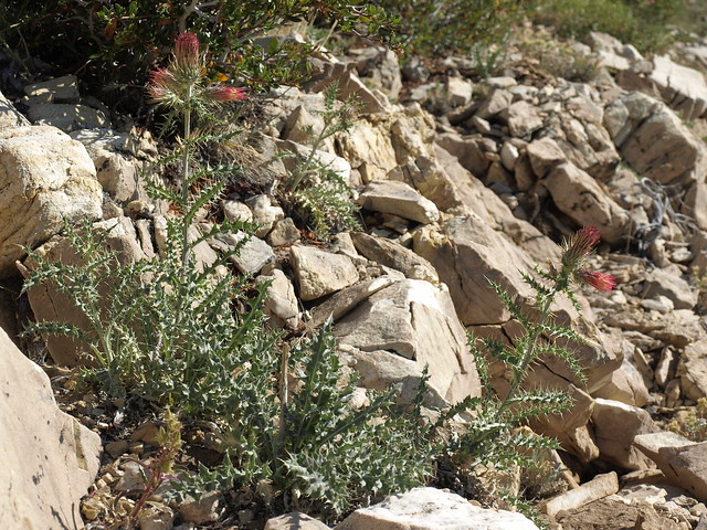Arizona thistle, Cirsium arizonicum var. arizonicum