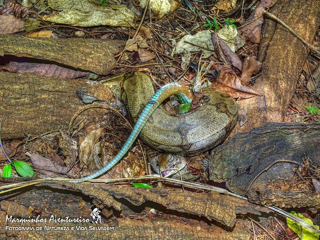 Cobra Jiboia (Boa constrictor) predando um Lagarto-verde (Ameiva ameiva).