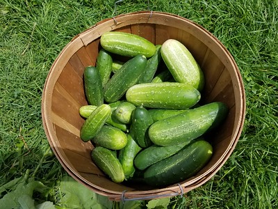 wooden bucket full of cucumbers