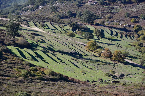 cattle grazing terraced hillside monchique mountain ridge foia summit 902m