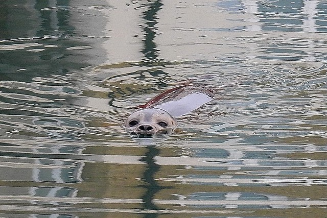 Common Seal (B), SovHbr, Dec 22 2017