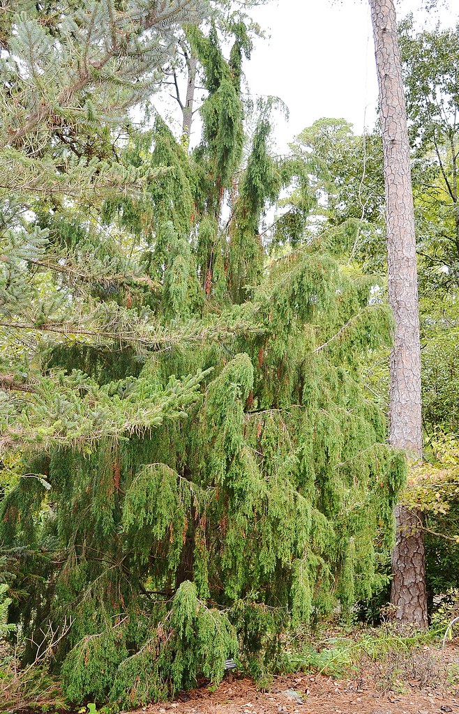 Juniperus formosana --  Formosa Juniper Tree 0893