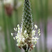 Flickr photo 'Plantago lanceolata 2911' by: Mike Bayly.