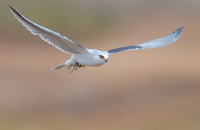 White-tailed Kite with vole (X7A_8507-1)
